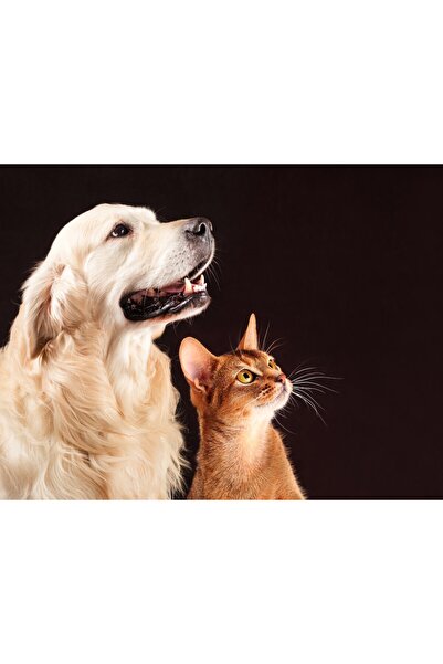 media Tablou canvas Caini18, 75 x 50 cm