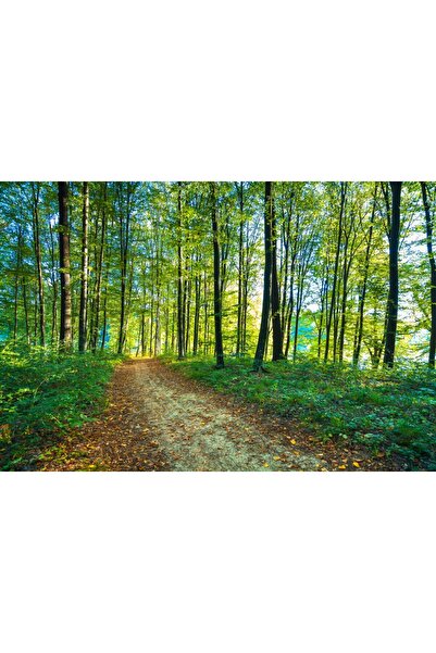 media Tablou canvas Padure15, 105 x 70 cm