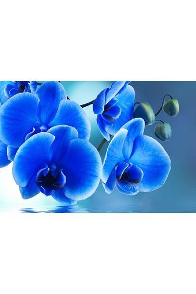 media Canvas painting Flowers 16, 105 x 70 cm