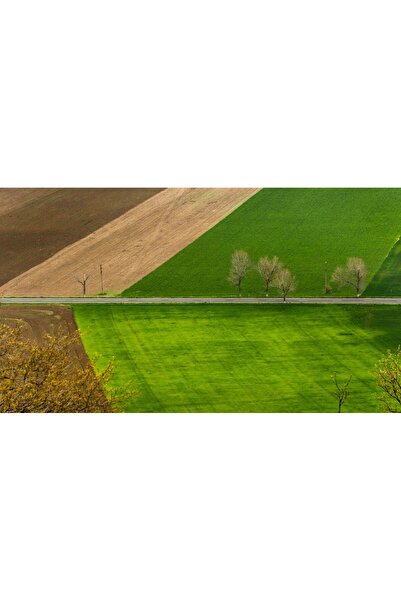 media Tablou canvas Verde crud, 105 x 70 cm