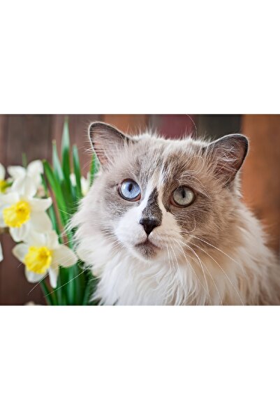 media Tablou canvas Pisici16, 75 x 50 cm