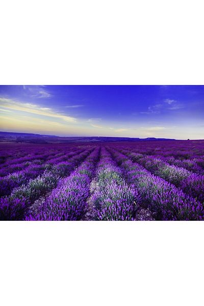 media Fototapet de perete autoadeziv si lavabil Lavanda1, 400 x 250 cm