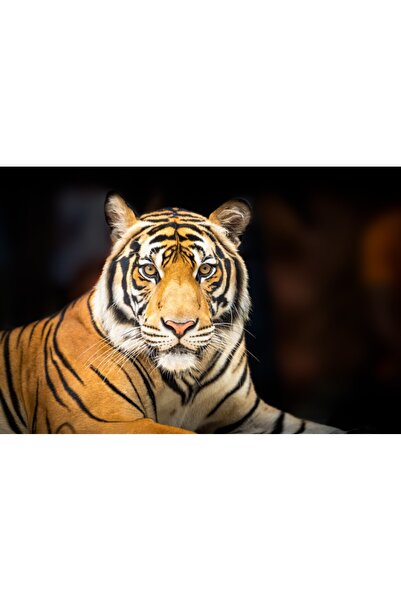 media Tablou canvas Animal15, 105 x 70 cm