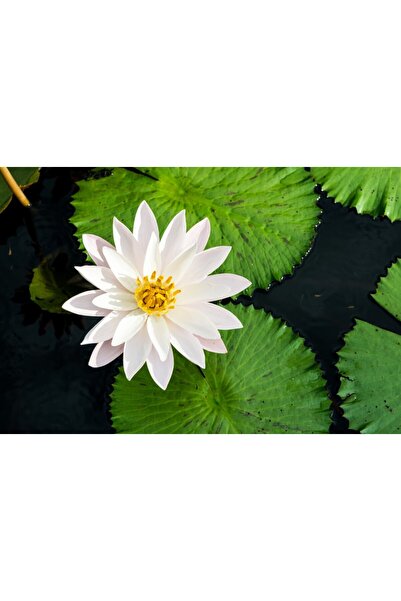 media Tablou canvas Flori119, 75 x 50 cm