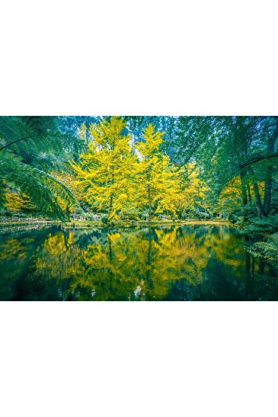 media Autocolant Natura60, 220 x 135 cm