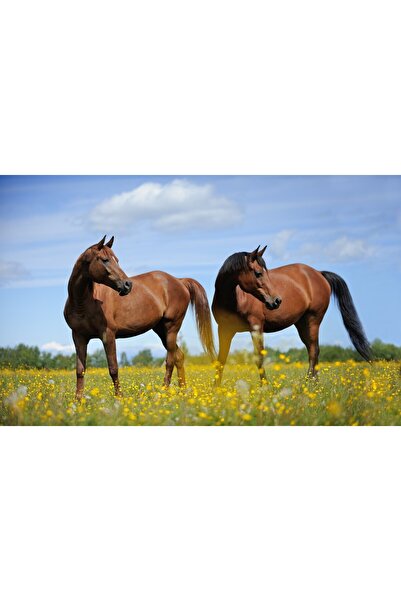 media Tablou canvas Animal63, 75 x 50 cm