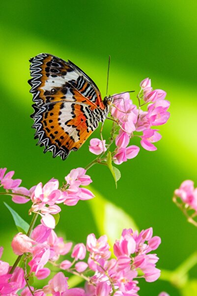 media Tablou canvas Flori169, 30 x 45 cm