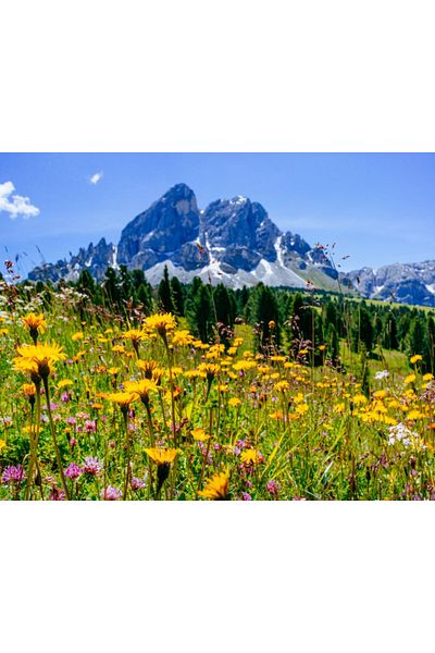 media Fototapet de perete autoadeziv si lavabil Natura101, 135 x 225 cm