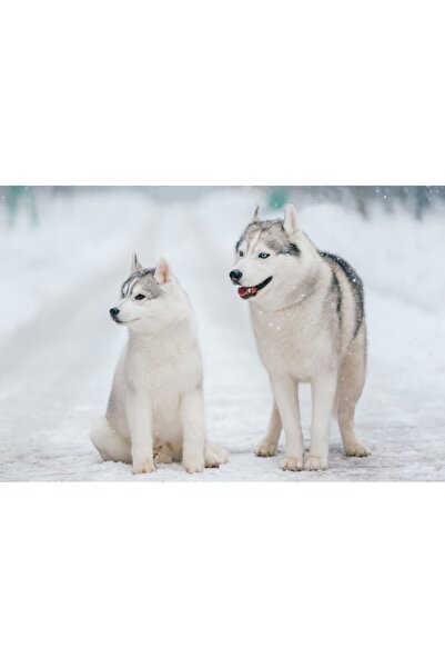 media Tablou canvas Caini23, 75 x 50 cm