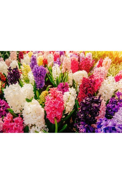 media Tablou canvas Flori124, 105 x 70 cm