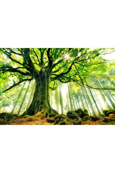 media Tablou canvas Copacul verde, 45 x 30 cm