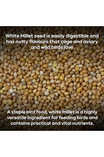 SKY TOUCH Brandsfinity 1.2kg Plain Bird Food for Small Birds, 100% Yellow Millet Seeds, Ideal for Budgies, Can