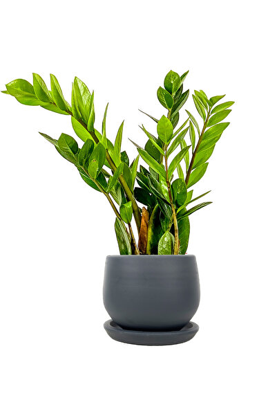 Fidanburada Zamia Mini (Zamioculcas Zamiifolia) Curvy Antrasit Saksılı
