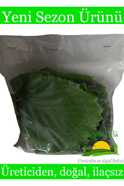 Doğal Köylü Taze Fındık Yaprağı 100gr - Üreticiden, Doğal, Ilaçsız