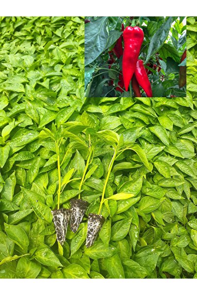 Alya tarım BİBER FİDESİ KAPYA 6 ADET