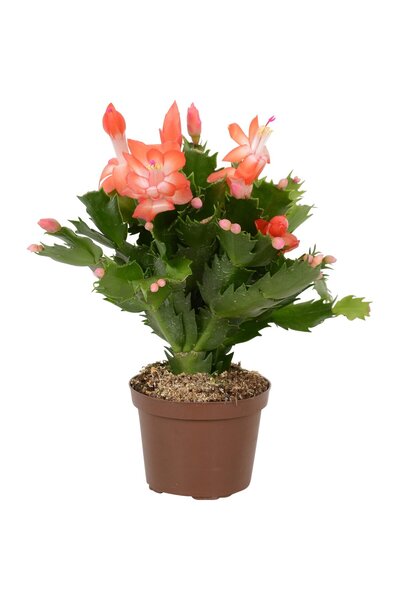 Byaysima Yılbaşı Çiçeği Yılbaşı Kaktüsü Yavruağzı Renk