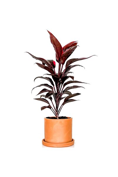 Fidanburada Cordyline Tango - Kordilin - Ruby Terra Cotta Saksılı