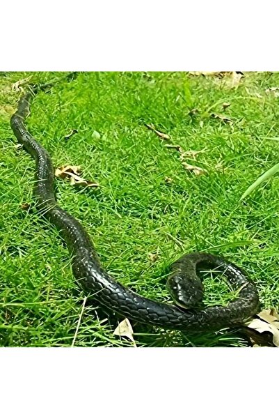 ASL Silikon esnek yılan 70 cm hisli özelliği ithal  ürün.