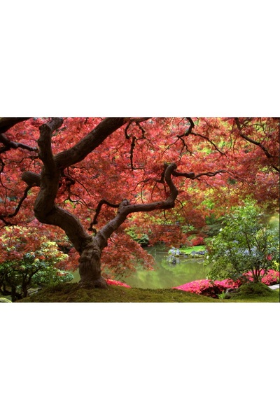 media Fototapet de perete autoadeziv si lavabil Pom cu frunze rosii, 400 x 25...