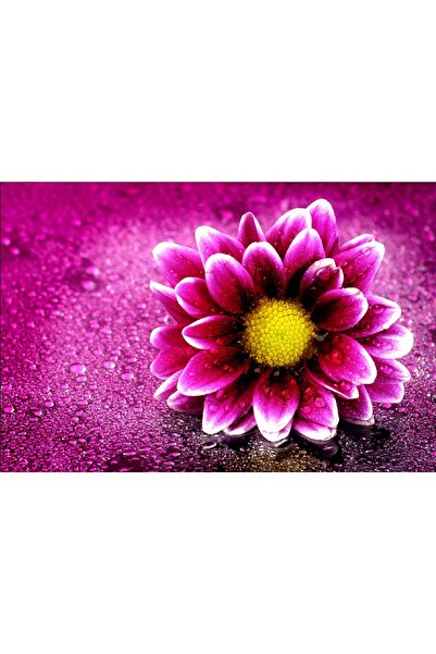 media Autocolant Margareta cu roua, 270 x 200 cm