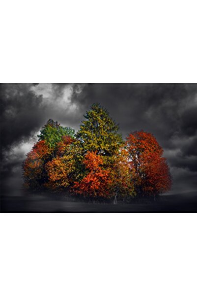 media Fototapet de perete autoadeziv si lavabil Pata de culoare, 220 x 135 cm