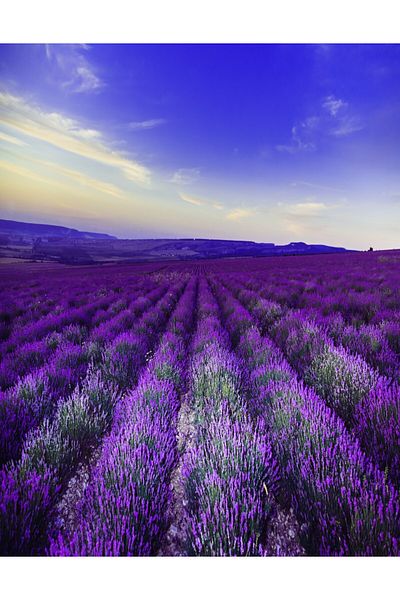 media Wallpaper Lavender1, 200 x 255 cm
