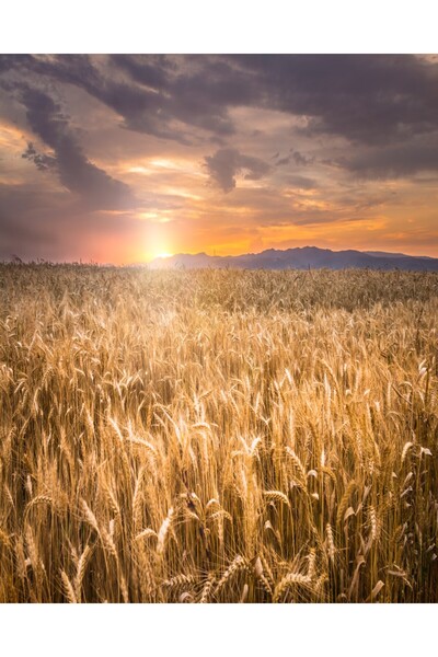 media Fototapet Natura36, 200 x 255 cm