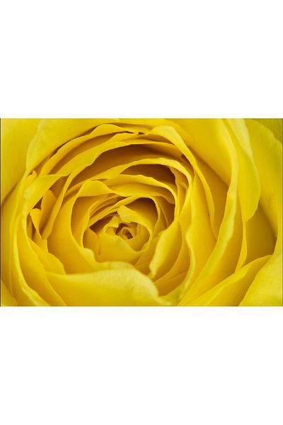 media Photo wallpaper Yellow rose, 400 x 250 cm