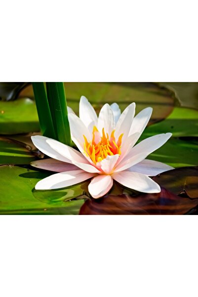 media Autocolant Nufar alb, 220 x 135 cm