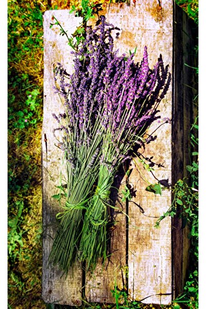 media Fototapet Flori67, 200 x 255 cm