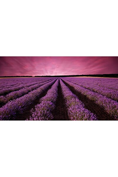 media Fototapet autocolant Camp lavanda, apus de soare, 250 x 150 cm