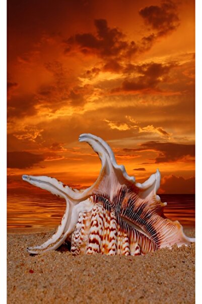 media Autocolant Plaja, scoici, amurg, 135 x 225 cm