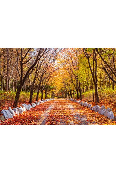 media Φωτοταπετσαρία Forest55 φθινόπωρο, 300 x 200 εκ.