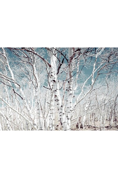 media Autocolant Padure de mesteacan, 270 x 200 cm