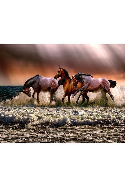 media Fototapet de perete autoadeziv si lavabil Cai maro in galop, 250 x 150 cm