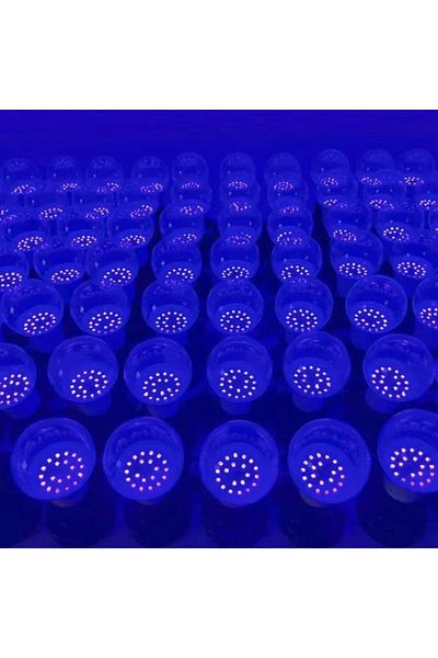 Choice 12W 2 pcs AC 85-265V 12W UV Purple LED Light Bulb AC 85-265V PurpleTransparent Cover Hotel Party Gho
