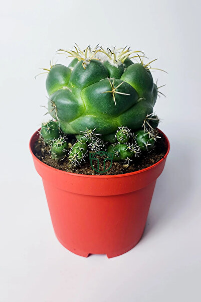 Toptan Kaktüs Coryphantha Elephantidens nadir kaktüs bol yavrulu 8.5 cm kırmızı