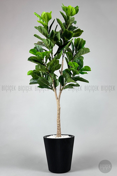 BİÇİÇEK Biçiçek Keman Yapraklı Kauçuk Bitkisi Fiddle Lyrata 175cm