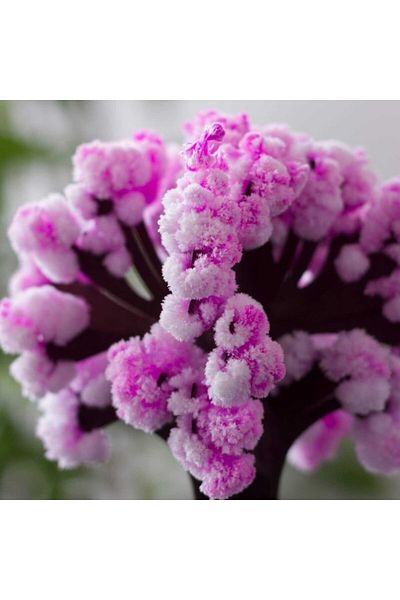 OEM Magic Sakura Tree, Bambinice, Pink