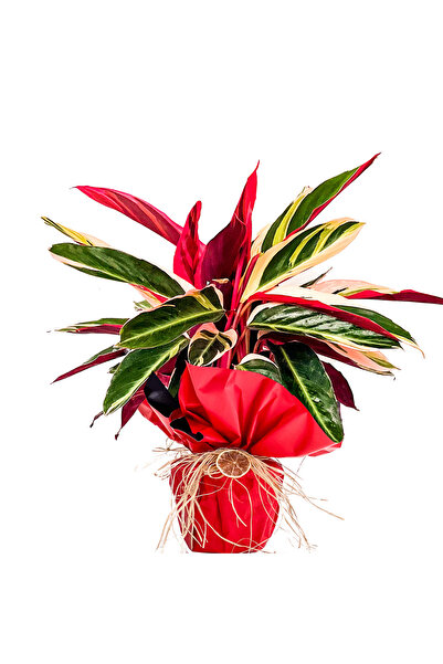 Fidanburada Kalatya (Calathea Triostar) Hediye Paketli