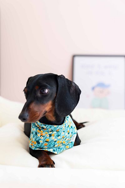 Lorico Dog Snap Fastener Patterned Scarf/Bandana