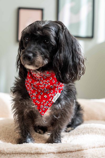 Lorico Dog Snap Fastener Patterned Scarf/Bandana