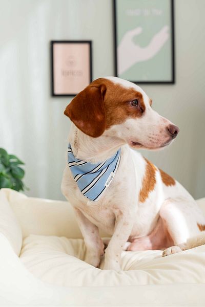Lorico Dog Snap Fastener Patterned Scarf/Bandana