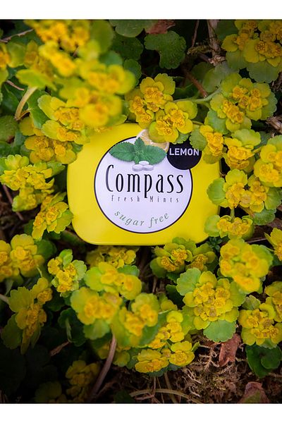 Compass Lemon Suger Free 50 Pcs 14g"