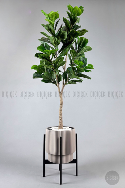 BİÇİÇEK Keman Yapraklı Kauçuk Bitkisi Fiddle Lyrata Gala Saksı 175-200 cm