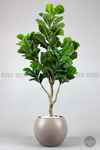 BİÇİÇEK Keman Yapraklı Kauçuk Bitkisi Fiddle Lyrata küre Saksı 150 cm
