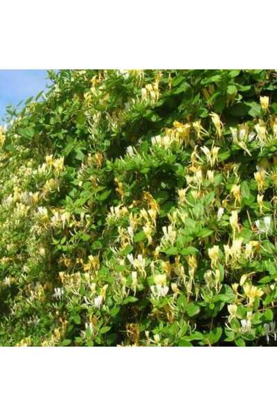 HİLAL TARIM ÇİFTLİĞİ Hanımeli fidanı