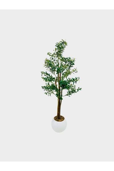 Generic Large ornamental olive tree, 180 cm tall