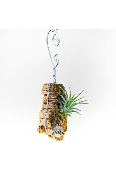 Gurme Bitki Tillandsia Ionantha Pup Mantar Kabuk Monte - Duvar Askılı Yavru H...