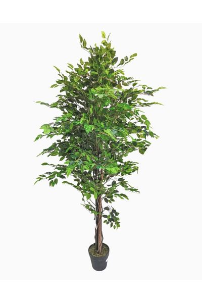 Generic شجرة فايكوس 180 سم بمركن